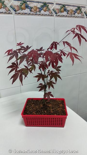 (Bonsais) Arce Japonés (acer palmatum atropurpureum)