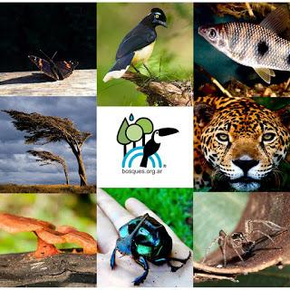 Bosques Nativos Argentinos