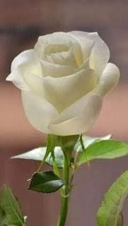 ES COMPLEJA LA MISIÓN...