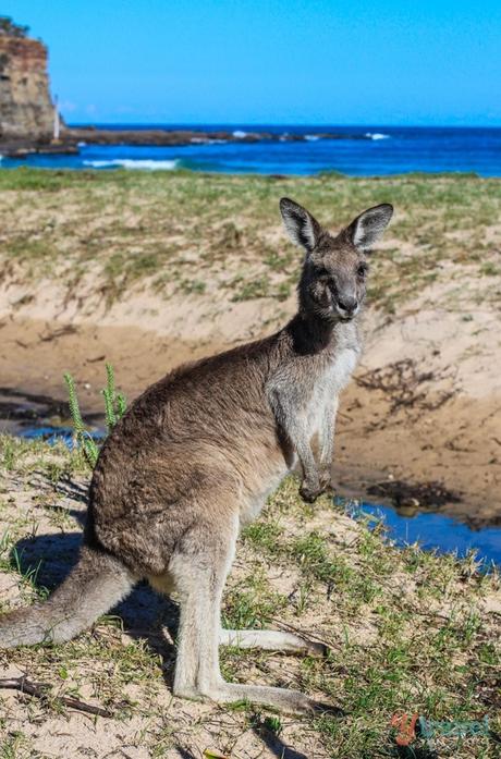 Pebbly-Beach-15 ▷ Comente sobre cómo viajar en Australia con un presupuesto de 5 cosas que debe saber sobre unas vacaciones en Australia: ¡escuche! Es el vetrano