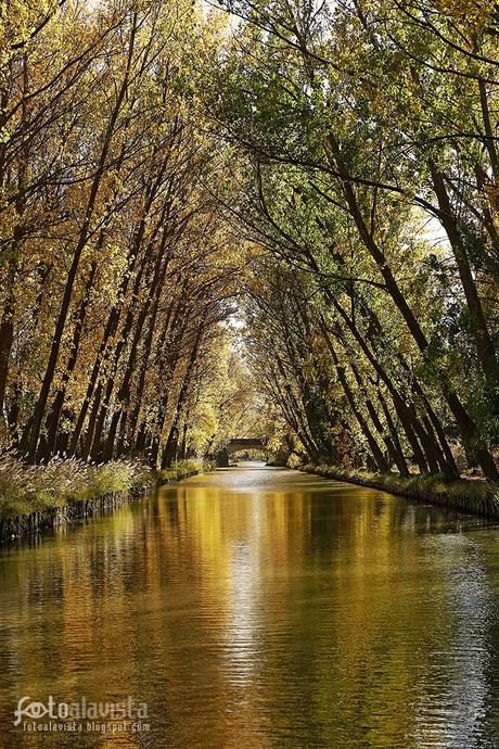 Aunque no es un río, a su paso por el Canal de Castilla, en Valladolid, toma las aguas del Pisuerga y a la tarde pinta reflejos dorados en la superficie. - ALAVISTA Creatividad Desde el río, reflejos dorados - Fotografía artística