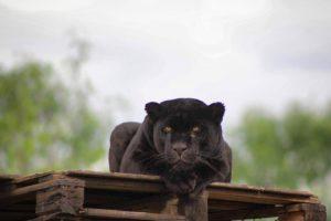 Estoy esperando así, tan atenta.. (otro verso más para Osiris50)