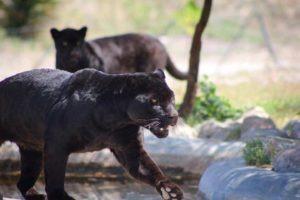 Estoy esperando así, tan atenta.. (otro verso más para Osiris50)