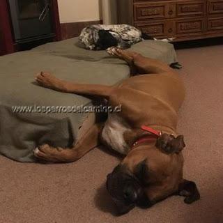 Se busca a Olivia, perra raza boxer Se busca a Olivia, perra raza boxer