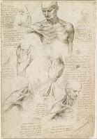 https://eml.wikipedia.org/wiki/File:Leonardo_da_Vinci_-_Superficial_anatomy_of_the_shoulder_and_neck_(recto)_-_Google_Art_Project.jpg