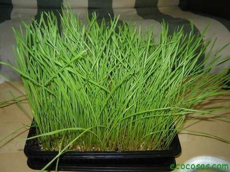 Wheatgrass, hierba de trigo un gran aliado para tu salud Wheatgrass, hierba de trigo un gran aliado para tu salud