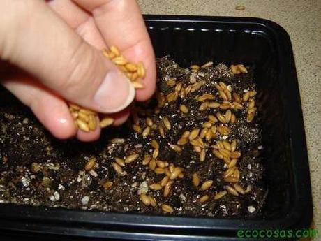 Wheatgrass, hierba de trigo un gran aliado para tu salud Wheatgrass, hierba de trigo un gran aliado para tu salud