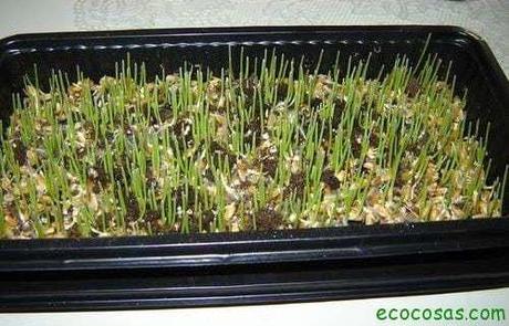 Wheatgrass, hierba de trigo un gran aliado para tu salud Wheatgrass, hierba de trigo un gran aliado para tu salud