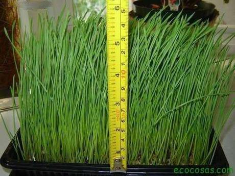Wheatgrass, hierba de trigo un gran aliado para tu salud Wheatgrass, hierba de trigo un gran aliado para tu salud