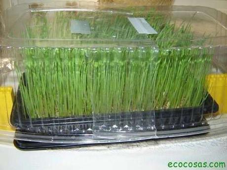 Wheatgrass, hierba de trigo un gran aliado para tu salud Wheatgrass, hierba de trigo un gran aliado para tu salud