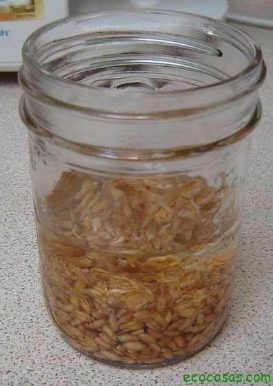 Wheatgrass, hierba de trigo un gran aliado para tu salud Wheatgrass, hierba de trigo un gran aliado para tu salud