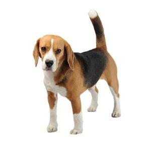 Te presentamos las razas de perro más amorosas