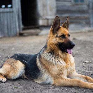 Te presentamos las razas de perro más amorosas