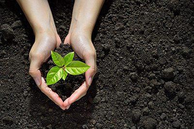 plantas-medicinales-agua-herbolario-casa-pia-dietetica