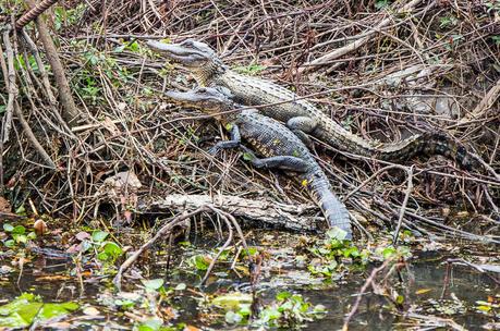 cajun-encounters-new-orleans-8 ▷ ¡Comenta sobre las mejores cosas para hacer en Nueva Orleans con niños! por melissa