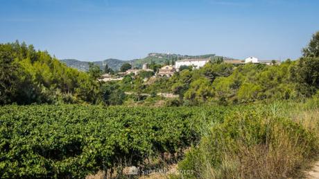 Viladellops, más de mil años de historia entre viñas y bosques