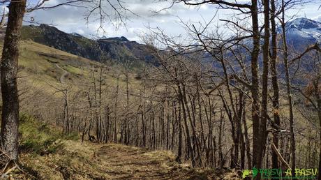 Bosque por el que transita la Ruta del Urogallo