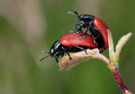 La desenfrenada vida sexual de las mariquitas