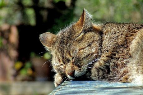 Lullaby For A Cat, la canción que duerme a los gatos - Paperblog