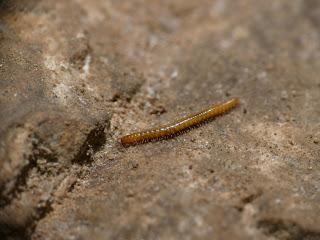 Seguimos con el catálogo andaluz y jiennense Seguimos con el catálogo andaluz y jiennense