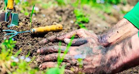 Huertoterapia: Cultivar la cura plantando