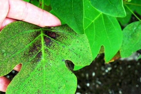 Plantas para purificar el aire en casa