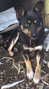 Urgente Montevideo Goku esta en adopción responsable