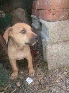 Urgente Montevideo Goku esta en adopción responsable