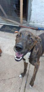 Urgente Montevideo Goku esta en adopción responsable