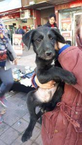 Urgente Montevideo Goku esta en adopción responsable