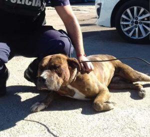 Urgente Montevideo Goku esta en adopción responsable