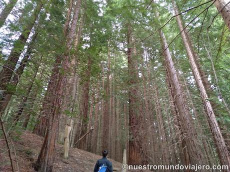 El bosque de secuoyas del Monte Cabezón