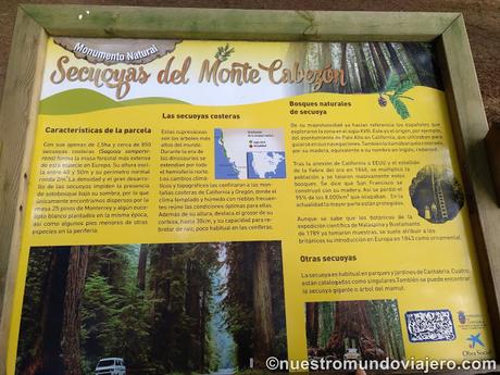 El bosque de secuoyas del Monte Cabezón