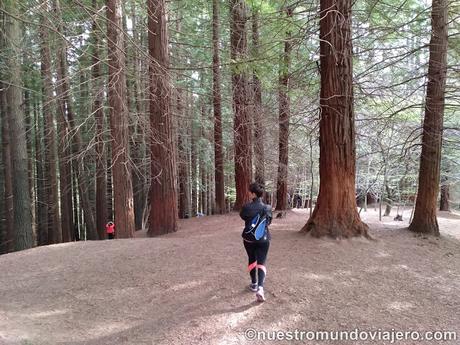 El bosque de secuoyas del Monte Cabezón El bosque de secuoyas del Monte Cabezón