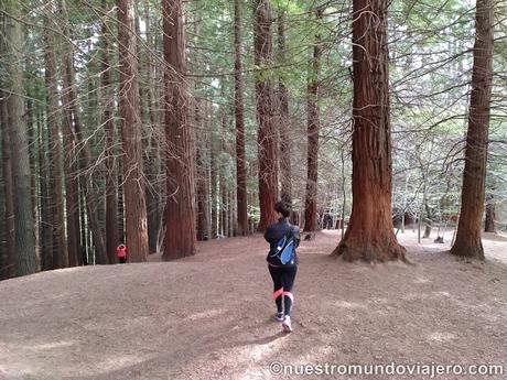 El bosque de secuoyas del Monte Cabezón