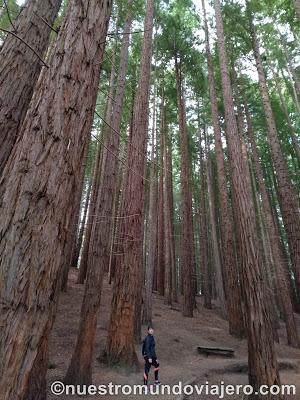 El bosque de secuoyas del Monte Cabezón