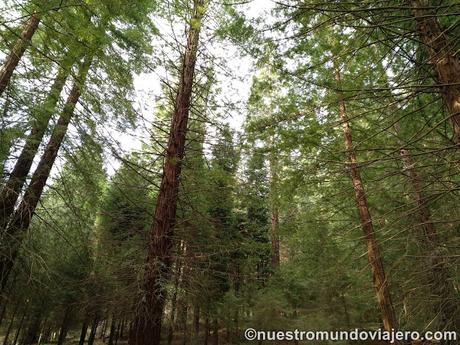 El bosque de secuoyas del Monte Cabezón El bosque de secuoyas del Monte Cabezón