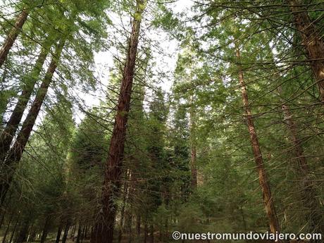 El bosque de secuoyas del Monte Cabezón