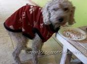 Poodle encontrado.