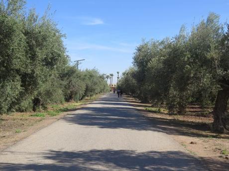 ▷ Los Jardines de la Menara IMG_3241-min-e1558138618518 ▷ Los Jardines de la Menara