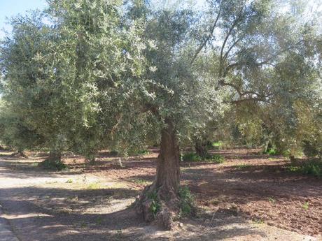 ▷ Los Jardines de la Menara IMG_3243-min-e1558138543595 ▷ Los Jardines de la Menara