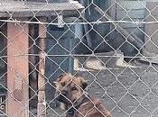 perros amarrados