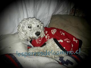 Poodle encontrado.