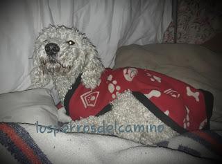 Poodle encontrado.