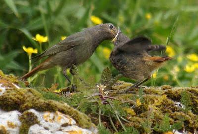 OBSERVAR AVES PARA SALVAR EL MUNDO (1)