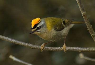 OBSERVAR AVES PARA SALVAR EL MUNDO (1)