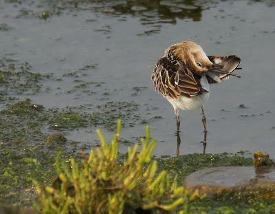 OBSERVAR AVES PARA SALVAR EL MUNDO (1)