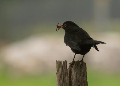 OBSERVAR AVES PARA SALVAR EL MUNDO (1)