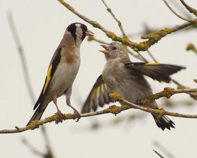 OBSERVAR AVES PARA SALVAR EL MUNDO (1)