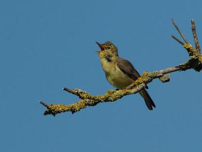 OBSERVAR AVES PARA SALVAR EL MUNDO (1)